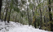 09 Il bosco, sotto la neve c'è ancora il verde...